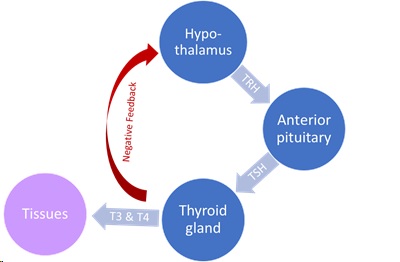 graphic of the hypothalamic-pituitary-thyroid axis