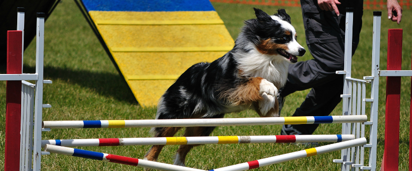Performance dog sale
