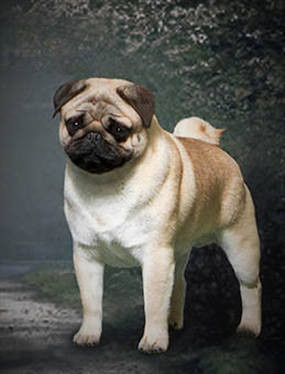 Akc pug best sale