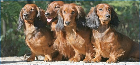 Dachshunds