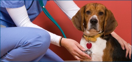 Beagle Exam