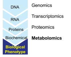 A graphic describing the componenets of metabolomics