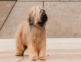 photo of Briard 