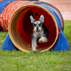 A Salt & Pepper Miniature Schnauzer exits the agility tunnel 