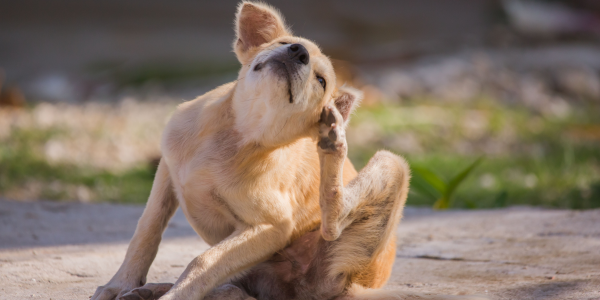 Photo of a dog scratching its neck.