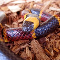 Coral Snake