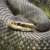 Cottonmouth Snake