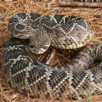 Rattle Snake