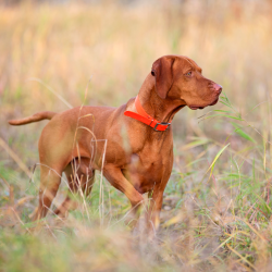 A Viszla stands on point in a field of tall grass