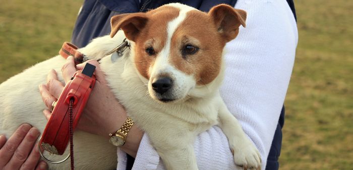 prevent-canine-obesity