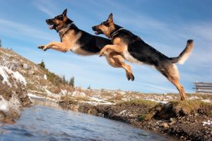 photo of 2 German Shepherds leaping over a stream