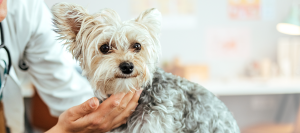 Hearts to Heal: Improving How We Measure Canine Heart Disease