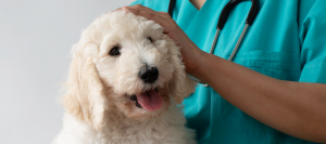 Bringing Clarity to Canine Cognitive Dysfunction Syndrome—and Momentum to the Science Aging Dogs Deserve