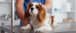 Safer Surgery for Dogs Begins with Predictive Blood Pressure Monitoring