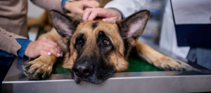 Sequencing the Clues Behind a Mystery Canine Respiratory Disease