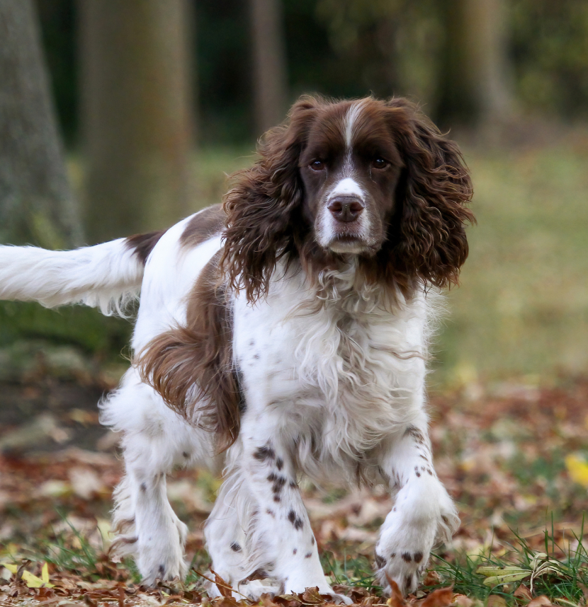 English Springer Spaniel Field Trial Association, English Springer Spaniel Foundation