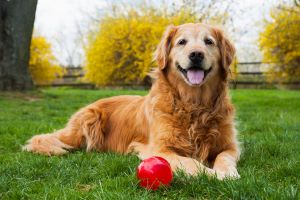 a Golden Retriever lies in the grass with a red ball