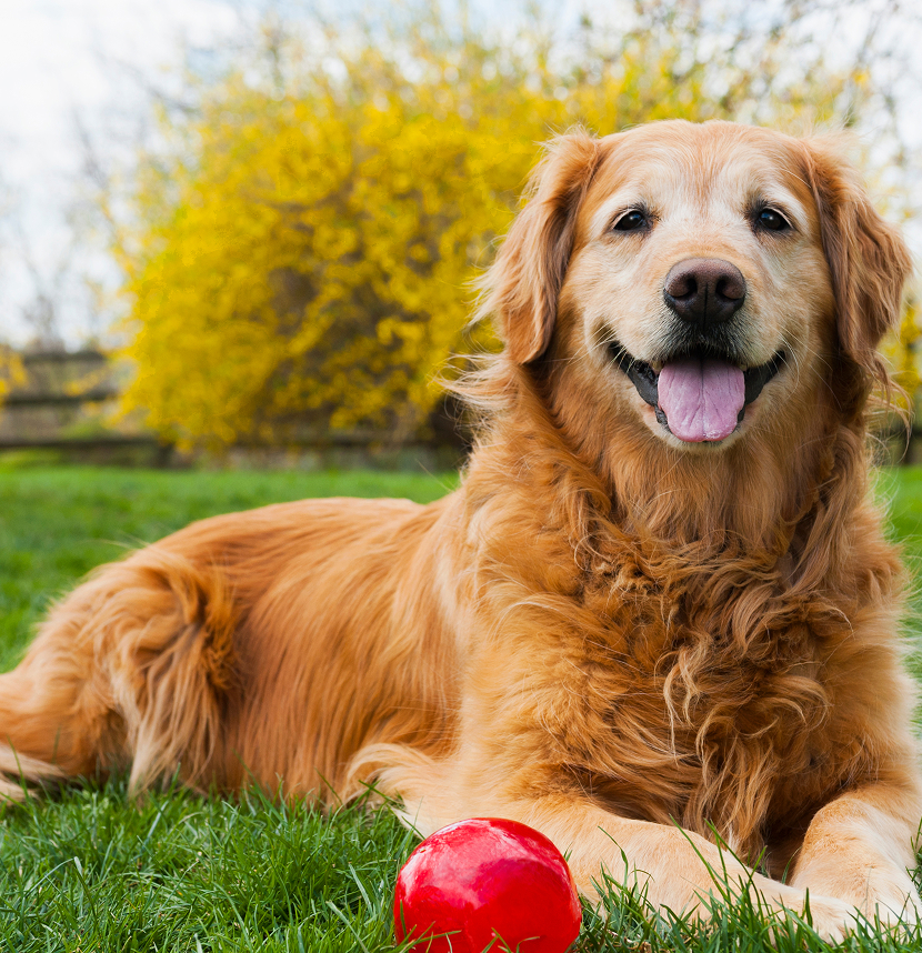 American Boxer Charitable Foundation, Golden Retriever Foundation