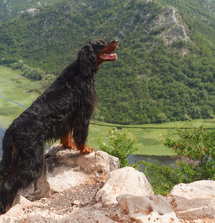 Labrador Retriever Club, Inc., Irish Setter Club of America, Inc./Irish Setter Club of America Foundation, Inc., Gordon Setter Club of America, Inc.