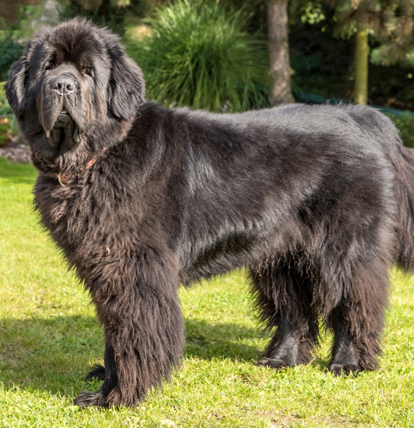 Golden Retriever Foundation, American Boxer Charitable TrustCollie Health Foundation, Irish Setter Club of America Foundation, Newfoundland Club of America Charitable Trust
