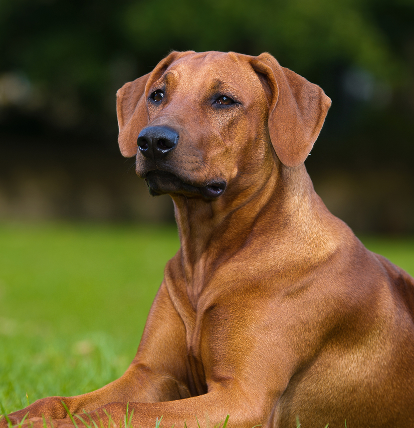Rhodesian Ridgeback Club of the United States. Rhodesian Ridgeback Charitable Foundation