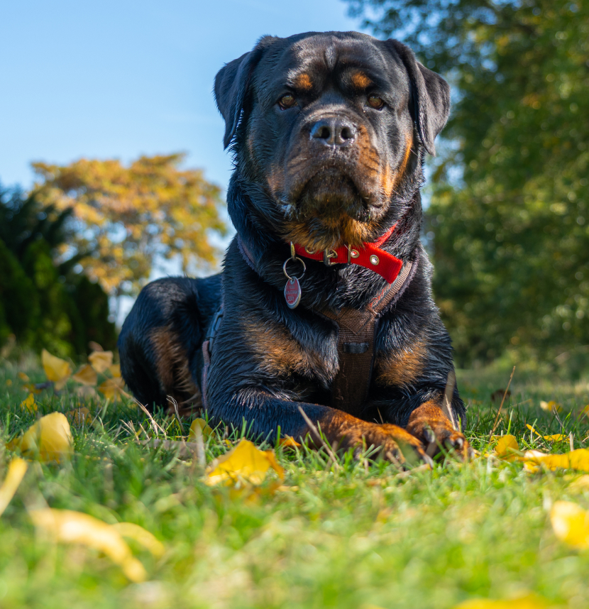 American German Shepherd Dog Charitable Foundation, Inc., Dalmatian Club of America Foundation, Inc., Flat-Coated Retriever Foundation, Rottweiler Health Foundation, Inc.