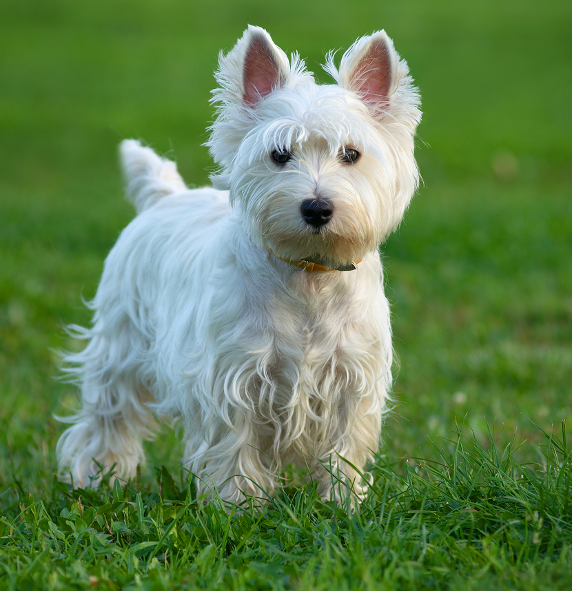 Portuguese Water Dog Foundation, Scottish Terrier Club of America, Scottish Terrier Club of America Health Trust Fund, Westie Foundation of America, Inc.