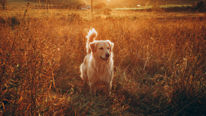 Fighting Tick-Borne Disease: From One Dog’s Illness to a Global Opportunity