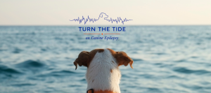 Turning the Tide on Canine Epilepsy Through Research